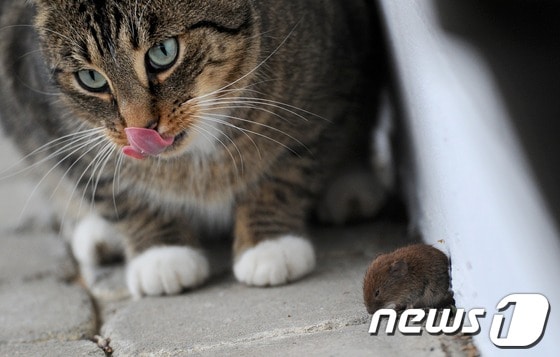 고양이 앞에 놓인 생쥐. © AFP=뉴스1