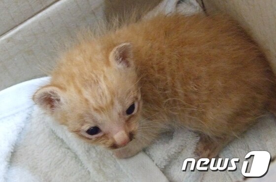 울산유기동물보호센터에 있는 새끼 고양이. 김규신 기자