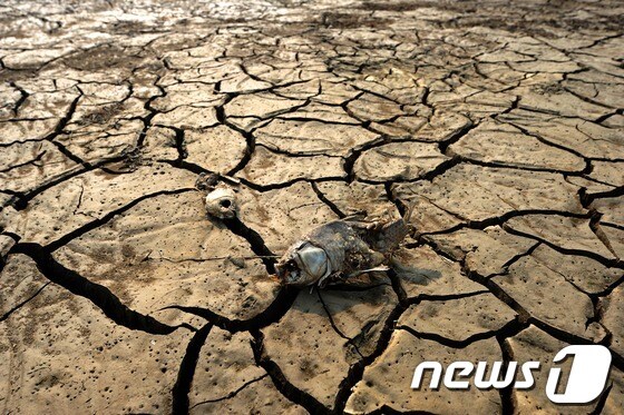 극심한 가뭄에 인천시 강화군의 한 저수지 물이 바닥을 드러낸 모습. /뉴스1 자료사진