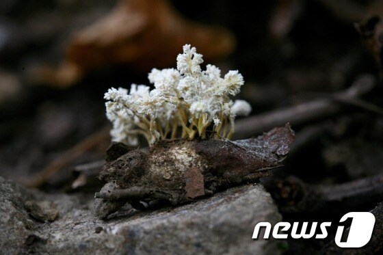 동충하초 모습 © News1 자료 사진 