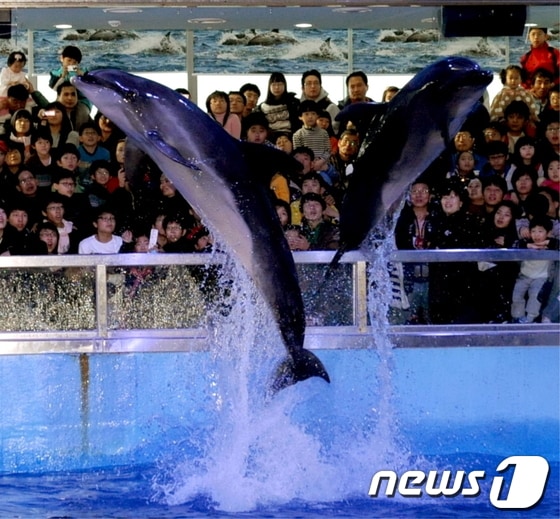 한 고래생태체험관에서 돌고래들이 쇼를 펼쳐보이는 모습. (자료사진) © News1