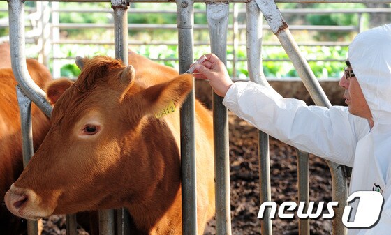 전북 정읍시 태인면의 한 농가에서 수의사가 구제역 예방접종을 실시하고 있다. © News1