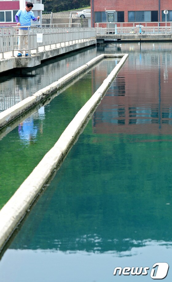 수질연구원이 대구시 달성군 매곡정수사업소 침전조에서 물을 채취하고 있다.(뉴스1 DB)