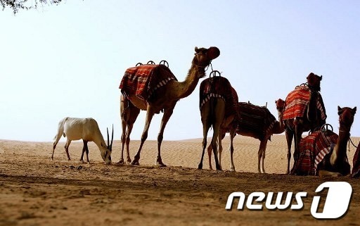 중동 지역에 서식하는 낙타들./뉴스1 © News1