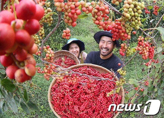 경남 함양군 백전면 박병태(41)씨 가족이 친환경 유기농법으로 재배한 오미자를 수확하며 즐거워 하고 있다.(함양군 제공) © News1