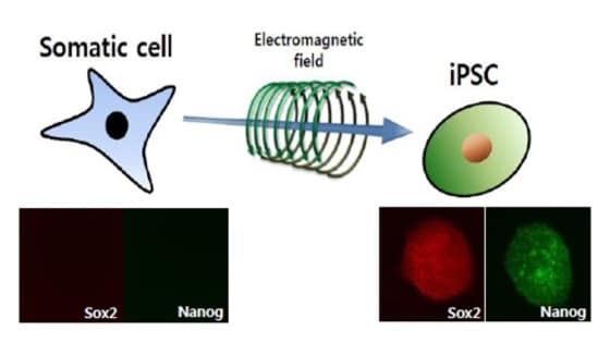 전자기장 유도에 의한 세포 리프로그래밍 모식도.© News1
