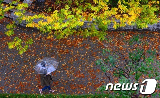 서울 관악구 서울대학교에서 우산을 쓴 학생들이 가을의 정취를 만끽하며 교정을 걷고 있다./뉴스1 © News1 박지혜 기자