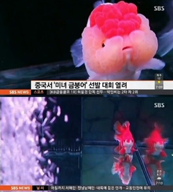 중국 미녀 금붕어 선발대회. SBS 뉴스 화면 캡처 © News1