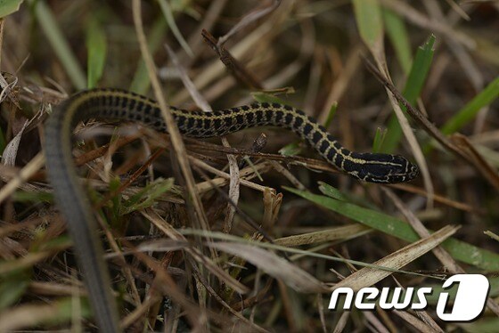 월출산국립공원사무소가 발견한 실뱀. 국가적색목록 관심대상(LC)으로 분류돼 있는 종으로 뱀중에서 이동속도가 가장 빠르다고 해서 비사라고도 불린다./사진제공=국립공원관리사무소© News1