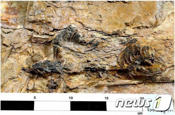 경남 하동에서 발견된 육식공룡 골격화석. (문화재청 제공)© News1