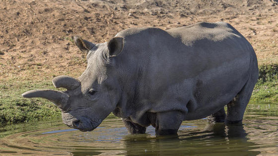 북부 흰코뿔소 ´앙갈리푸´. (출처=샌디에이고 동물원) © 뉴스1