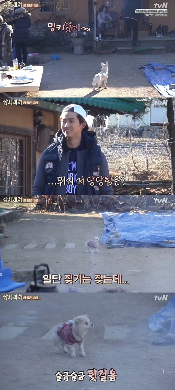 '삼시세끼' 마스코트 강아지 밍키의 라이벌이 등장했다. © tvN '삼시세끼' 캡처