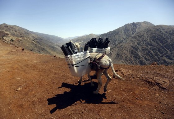 아프가니스탄에서는 올해 4월 처음으로 민주 선거가 치러졌다. 한 당나귀가 차로 갈 수 없는 지역에 투표소를 설치하기 위해 투표함을 옮기고 있다. © 로이터=뉴스1  © News1