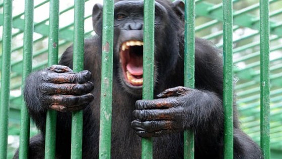 우리에 갇혀 있는 침팬지 © AFP=News1
