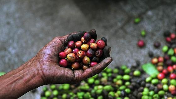 브라질의 가뭄으로 커피 가격이 고공비행을 하고 있다.  © AFP=News1