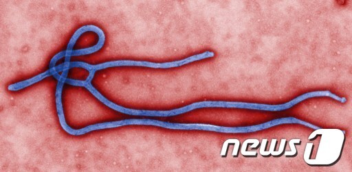 콩고민주공화국에서 에볼라 확진 사례가 두 건 발견된 것으로 나타났다.© AFP=뉴스1