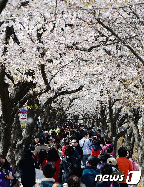 (자료사진)6일 오후 서울 영등포구 여의도 윤중로를 찾은 시민들이 만개한 벚꽃을 보며 주말을 즐기고 있다. 2014.4.6/뉴스1 © News1