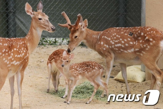 꽃사슴 사진. 사진은 기사 내용과 관련 없음./ 뉴스1