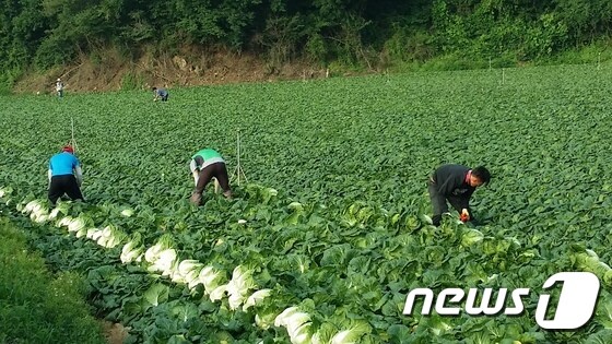 농민들이 강원도 고랭지 배추를 수확하고 있다./뉴스1 © News1 홍성우 기자