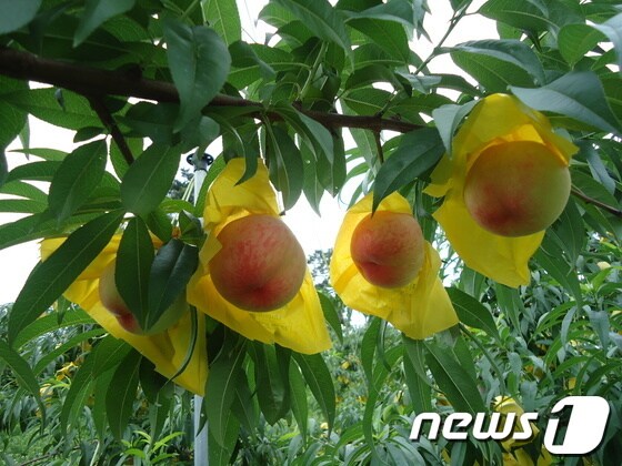 원주 치악산복숭아가 20일 본격 출하된다. 2013.8.20/뉴스1 © News1