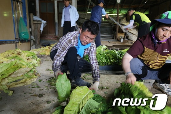 잎담배를 수확하는 농민. © News1 2014.09.17/뉴스1 © News1