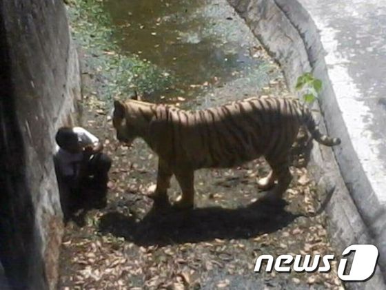 23일 인도 뉴델리 국립 동물원에서 20세 청년 막수드 칸이 호랑이 우리에 뛰어들었다가 사망했다. 사진은 청년이 죽기 전 호랑이와 대면한 모습. ©AFP=News1