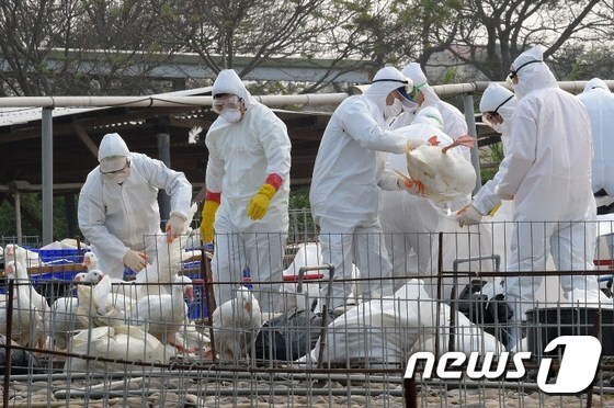 17일(현지시간) 대만 보건당국 직원들이 조류독감에 걸린 가금류를 분류하고 있다.© AFP=뉴스1