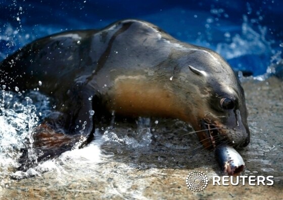 A rescued California sea lion pup enjoys a fish during feeding time at Sea World San Diego