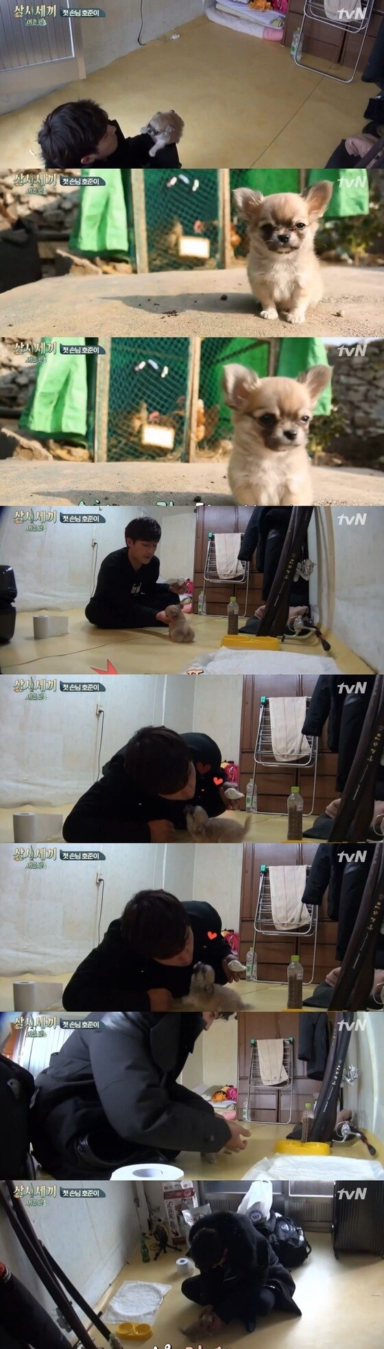´삼시세끼´ 손호준이 만재도 마스코트 산체의 매력에 빠졌다.© 뉴스1스포츠 / tvN ´삼시세끼´ 캡처