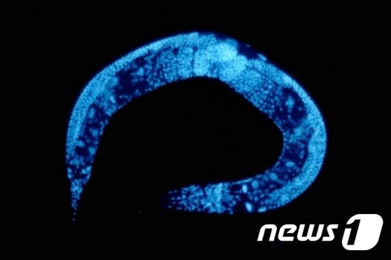 예쁜꼬마선충(C. elegans)©AFP=News1