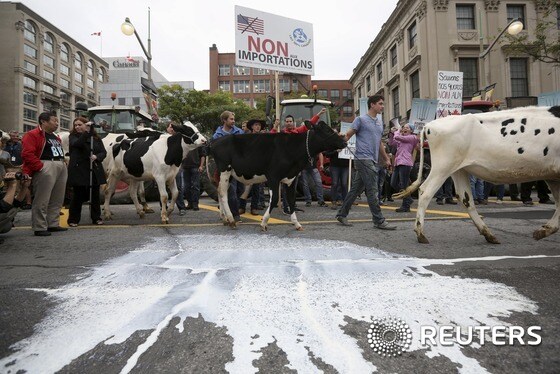  축산 낙농업자들이 캐나다 오타와에서 우유를 쏟은 도로 위를 행진하며 시위를 벌이고 있다2015.9.29 © 로이터=뉴스1