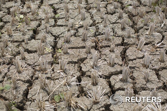 <br />인도네시아 자바섬 중부의 반자르네가라에서 한 농경지가 가뭄으로 바싹 말라 있다. 2015.10.23<br /> ©로이터=뉴스1