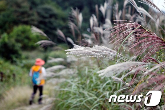 영주 억새풀 모습  © News1