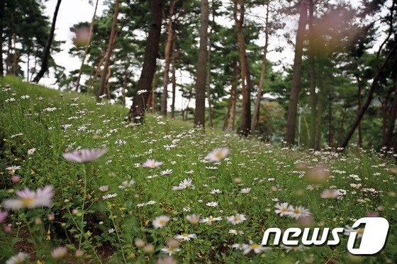 정읍 구절초 동산 © News1