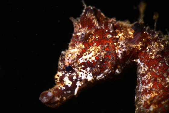 동해에서 발견된 해마는 남해안의 해마들보다 주둥이가 짧은 것이 특징이다.© News1star