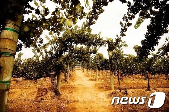 테메큘라 밸리 와인 컨트리에서는 다양한 품종의 와인을 다채롭게 즐길 수 있다. 사진 출처/ 테메큘라 와인 협회 © News1