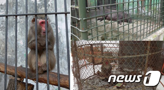 서울시교육청이 지정한 '현장체험학습기관인 각종 시설'에 있던 동물들.(자료사진, 동물자유연대 제공)© News1