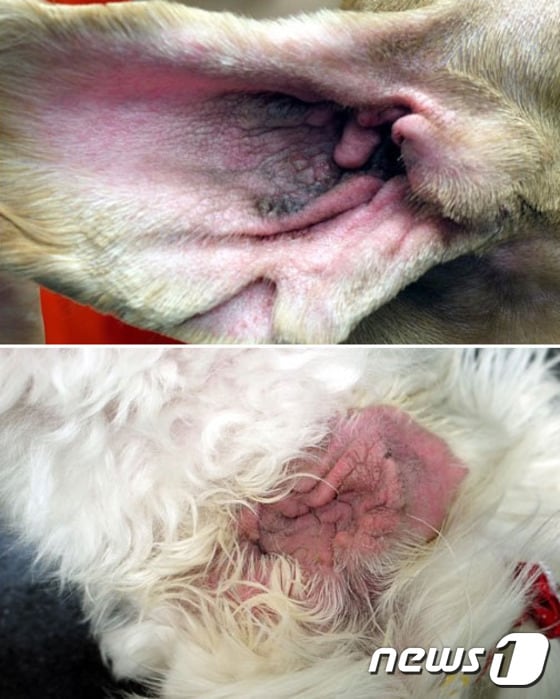 아토피성 피부염에 걸린 개들의 피부가 태선화 한 모습.(사진 '평화와 생명이 함께하는 동물병원' 제공) © News1
