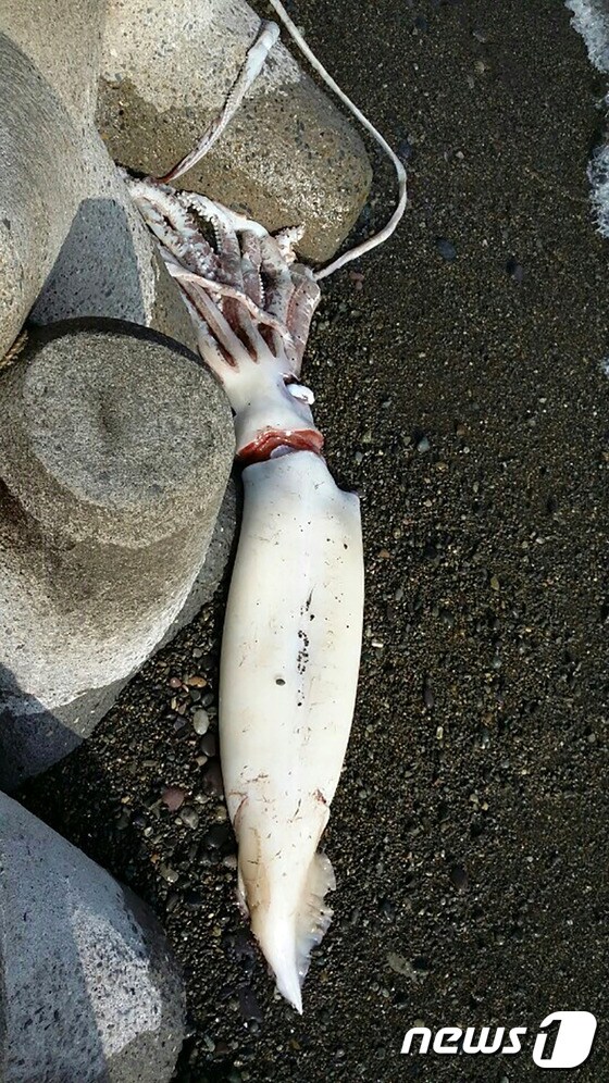 포항에서 발견된 길이 6m대왕오징어