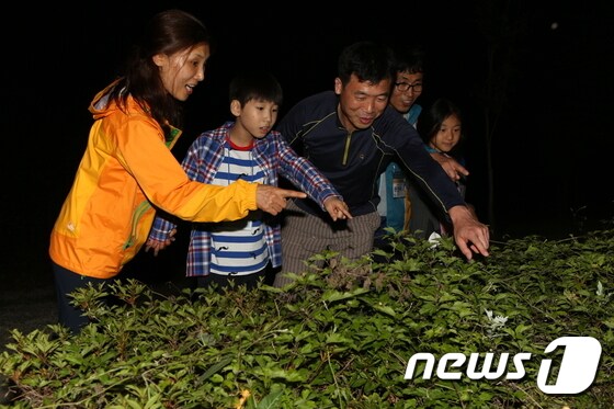 8월 열린 무주반딧불축제에서 한 가족이 신비의 탐사에 참여해 늦반딧불이를 보고 있다.(무주군제공)/뉴스1© News1