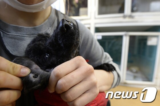 지난 2월 서울 동대문구에서 발견된 유기견 한 마리의 귀가 전 주인의 학대로 구멍이 나 있는 모습. (자료사진) © News1