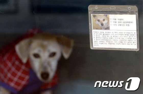 서울 동대문구 동물사랑실천협회 답십리센터에 버려진 유기견이 주인을 기다리고 있다. /뉴스1 © News1 안은나 기자