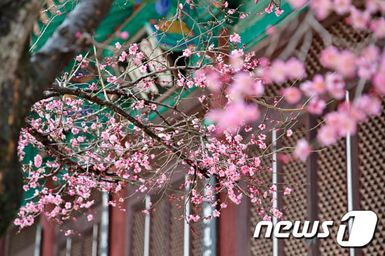 양산 통도사 홍매. (한국관광공사 제공) © News1