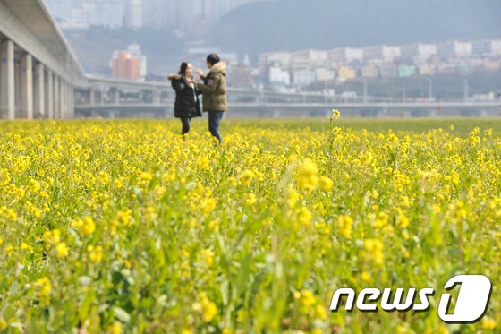 1일 오후 부산 강서구 대저생태공원 유채꽃밭을 찾은 시민들이 봄나들이를 즐기고 있다. 2015.3.1/뉴스1 © News1 이승배 기자