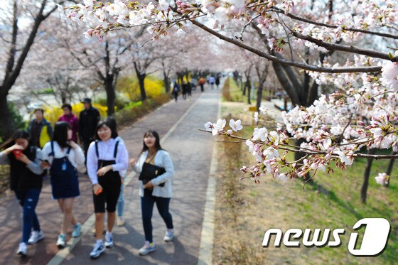 29일 부산 삼락공원에서 학생들이 만개한 벚꽃을 구경하고 있다. 2015.3.29/뉴스1 © News1 이승배 기자
