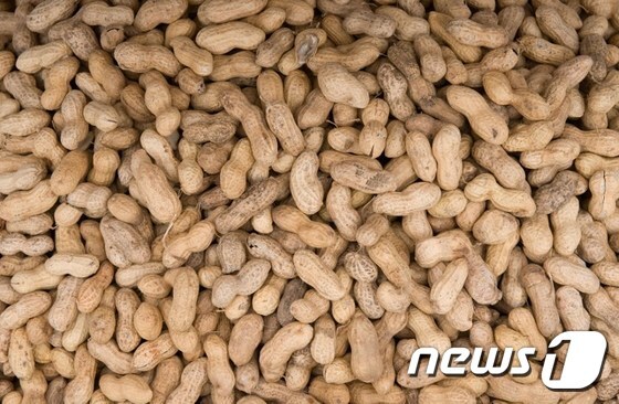 땅콩이 심혈관 질환에 효과가 있다는 연구 결과가 발표됐다. © AFP=News1