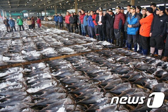 우리나라 연근해에서 어획된 참다랑어 위판 모습.(부산공동어시장 제공) /뉴스1 © News1