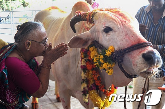 힌두교인이 지난 2014년 10월 31일 남부 도시 하이데라바드에서 힌두축제 '고파스타미' 전날 신성시하는 암소에게 경배의식을 행하고 있다. © AFP=News1