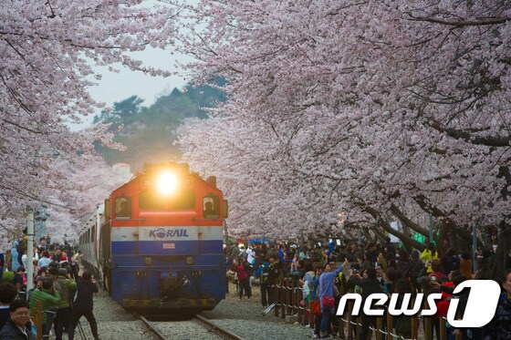 벚꽃 축제로 유명한 진해 군항제는 통신동 중원로터리 및 진해 일대에서 열린다 © News1 이승배 기자