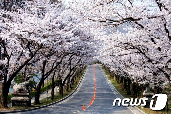 에버랜드 왕벚나무 산책로 모습. (에버랜드 제공) /뉴스1 © News1 조희연 기자